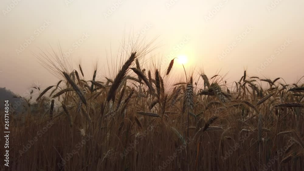 4K Video Selective focus low angle view medium close up shot of natural organic golden wheat swaying in the soft wind blowing against sunlight at sunset sky with blurred wheat field backgrounds. 4K Video Selective focus low angle view medium close up shot of natural organic golden wheat swaying in the soft wind blowing against sunlight at sunset sky with blurred wheat field backgrounds.