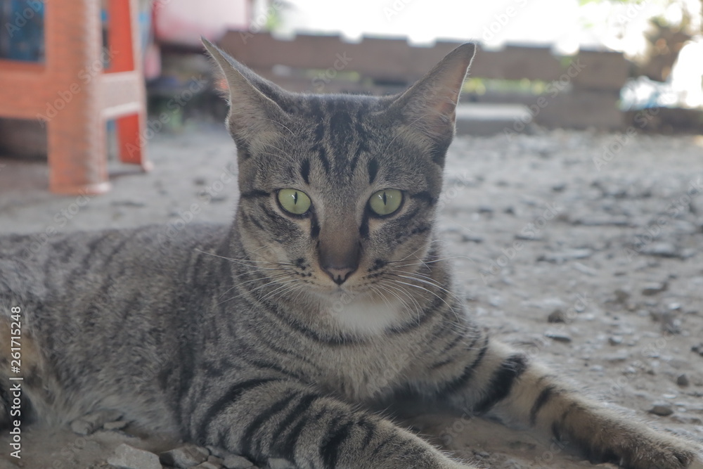 cat on the ดสนนพ cat on the ดสนนพ