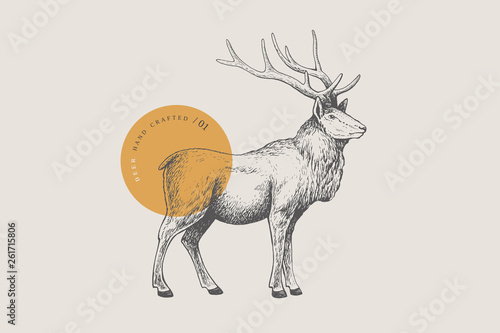 Photographie Hand drawing of a forest deer on a light background