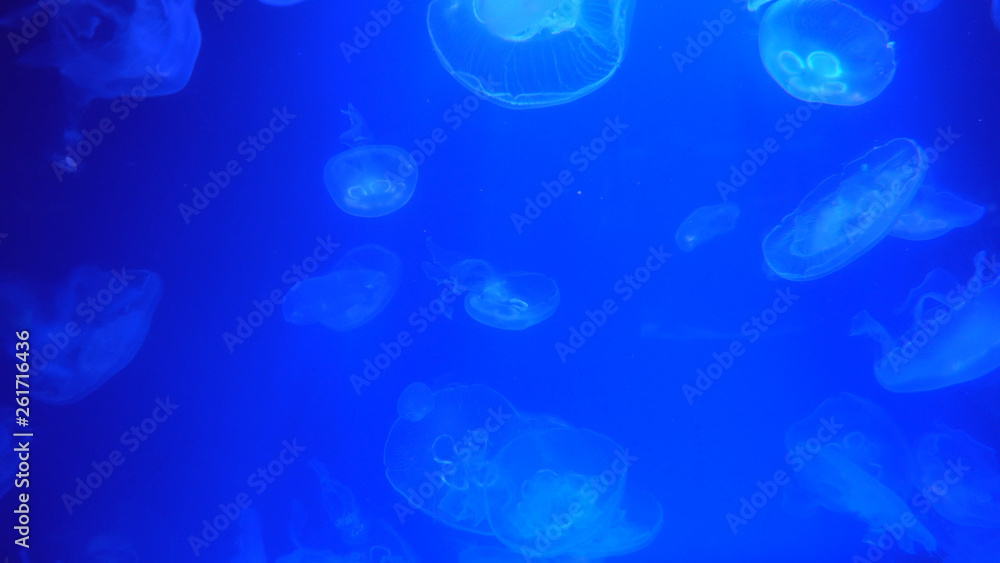 Naklejka premium Beautiful jellyfish moving through the water neon lights