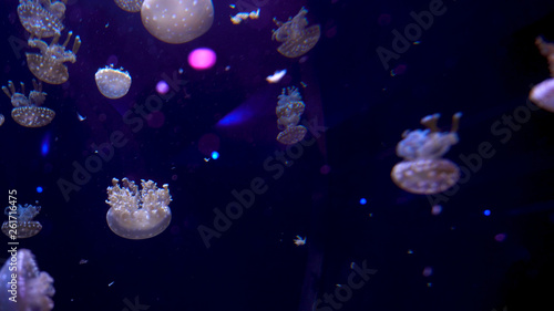 Beautiful jellyfish moving through the water neon lights