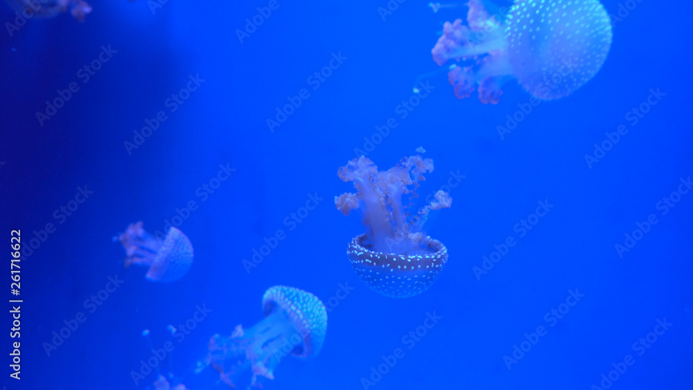 Obraz premium Beautiful jellyfish moving through the water neon lights