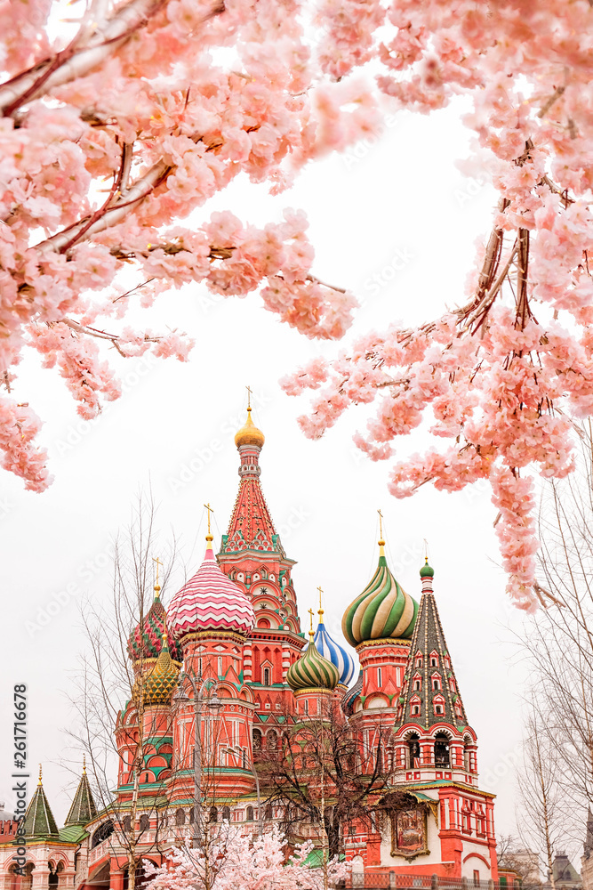 Obraz premium beautiful spring unusual view of St. Basil's Cathedral. blooming Sakura in Moscow. spring season in Russia, Moscow