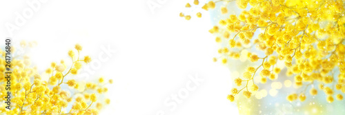 spring Mimosa flowers on white background. spring season concept. fluffy yellow mimosa, symbol of 8 March, happy women's day. copy space. banner