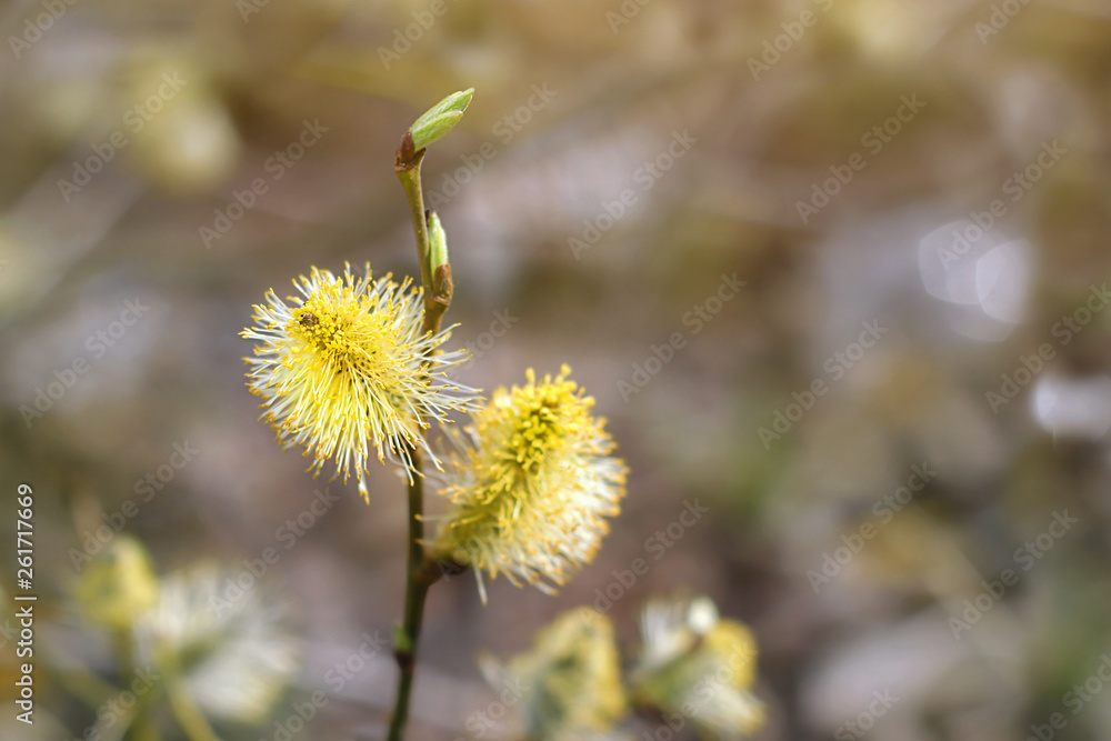 spring branch with fluffy willow on blurred abstract background. Spring natural bright background. Flowering pussy willow branch in sunlight. soft focus spring branch with fluffy willow on blurred abstract background. Spring natural bright background. Flowering pussy willow branch in sunlight. soft focus