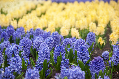 Blooming blue and yellow hyacinths in a flowerbed in the park. Spring flowers.