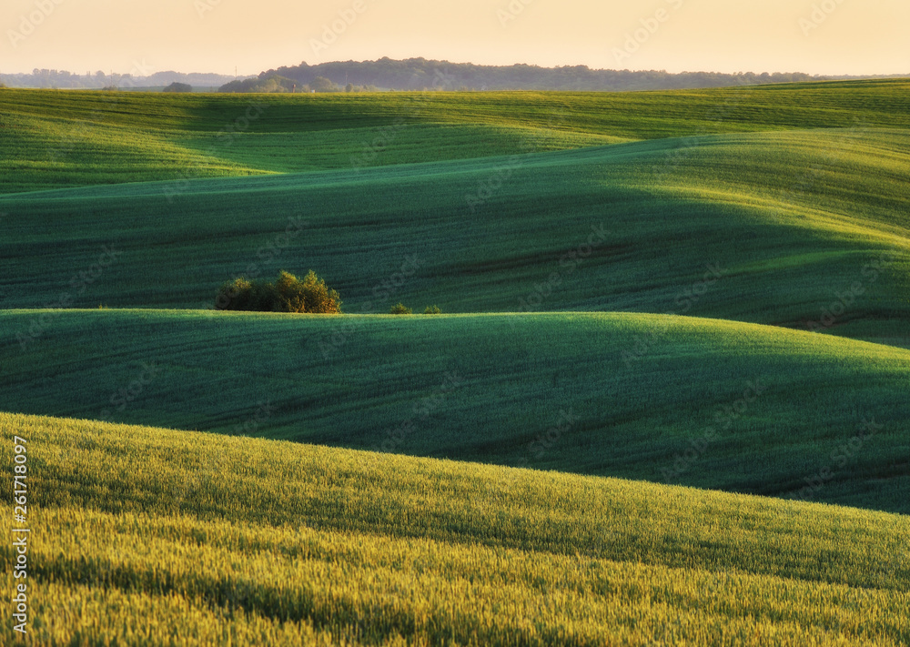 Obraz premium hilly field. picturesque hills of a spring field. spring hills