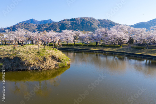 茨城県の北条大池の桜並木と筑波山