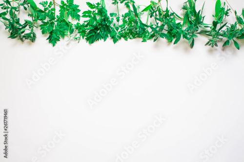 Wallpaper Mural frame from green branches, leaves on a white background. flat lay, top view. Torontodigital.ca
