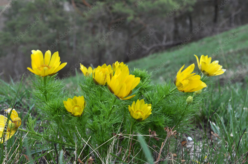 Fototapeta premium Adonis vernalis grows in the wild