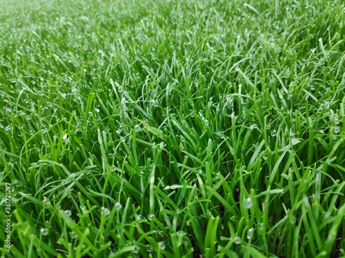 Grass in Niederlanden, Green