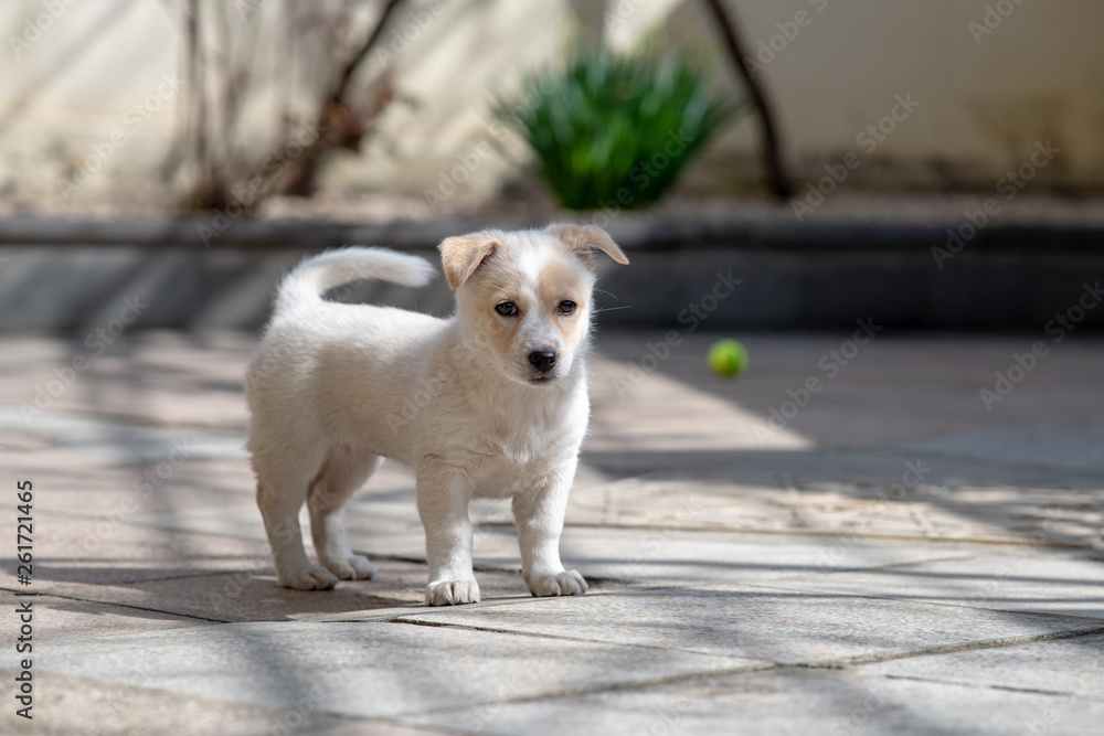 A young beige mixed-breed puppy dog standing looking at the camera with a tennis ball in the rear beyond focus. A young beige mixed-breed puppy dog standing looking at the camera with a tennis ball in the rear beyond focus.
