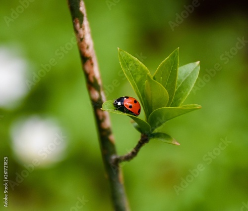 Coccinella septempunctata (the seven-spot ladybird) © Andrii