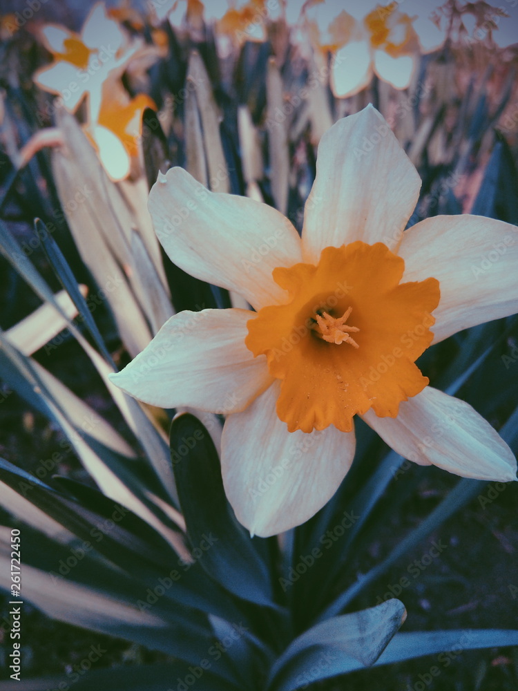 Fototapeta premium Processed with VSCO with p5 preset