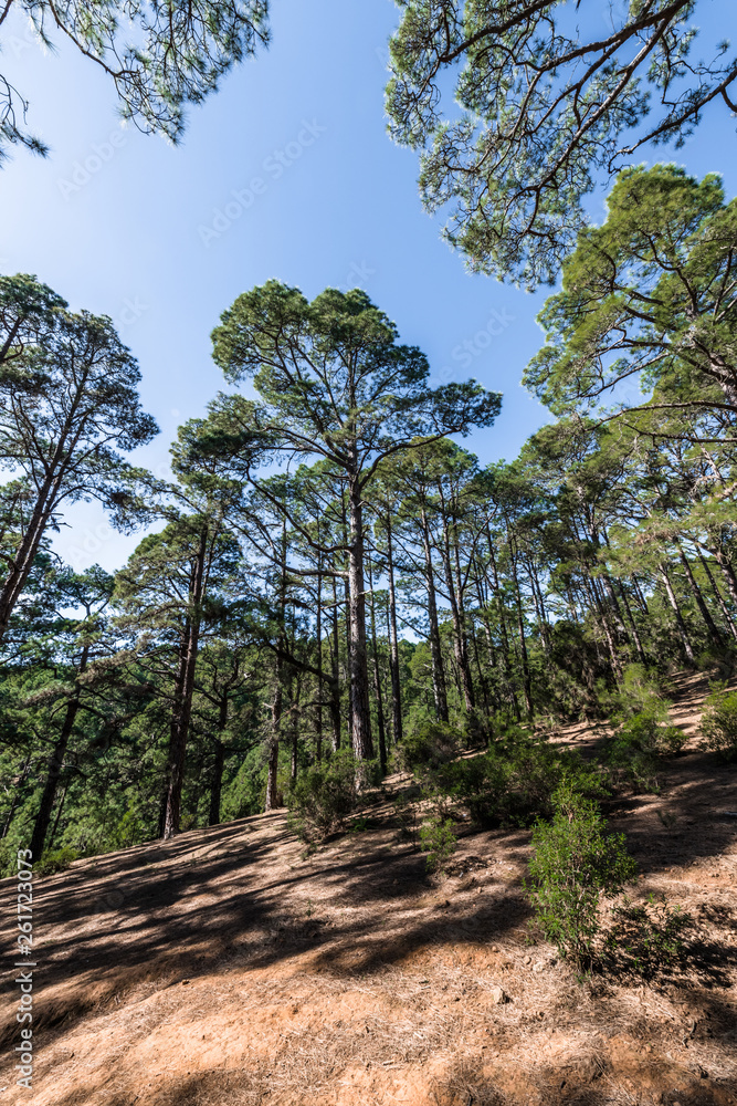 Mountain slope in a pine forest Mountain slope in a pine forest
