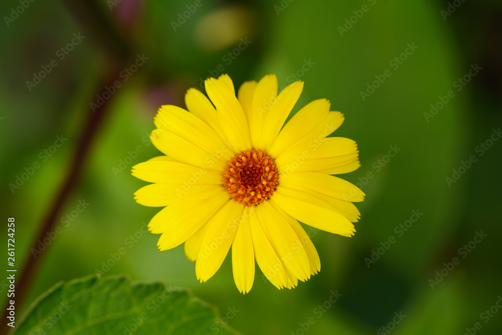 Bright yellow flower on a green background. View from above. Bright yellow flower on a green background. View from above.