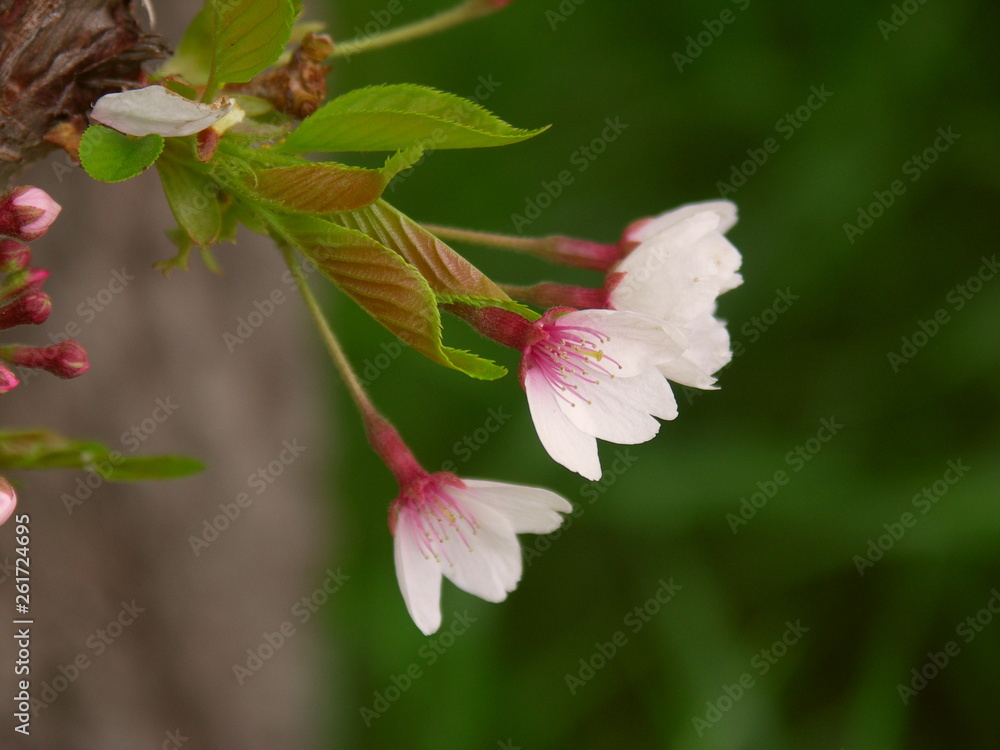散り始めた桜の花 散り始めた桜の花