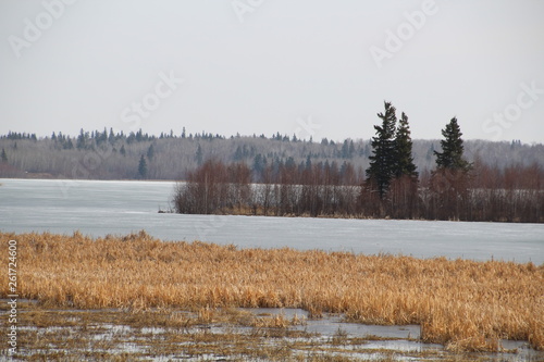 Wallpaper Mural Spring Freeze On Astotin Lake, Elk Island National Park, Alberta Torontodigital.ca