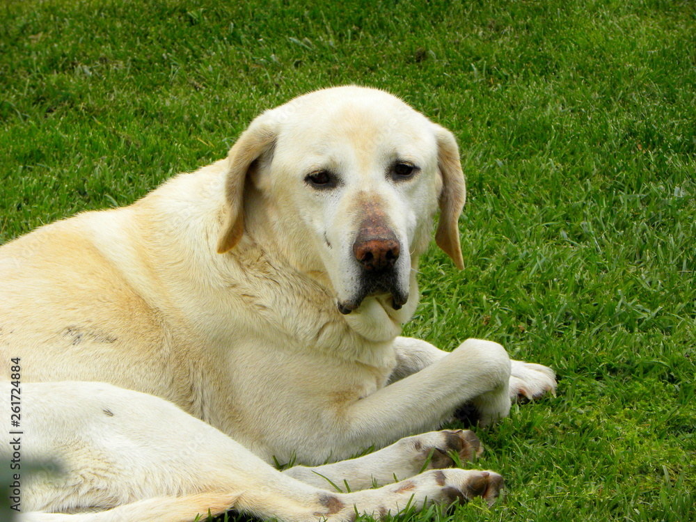 golden retriever on the grass