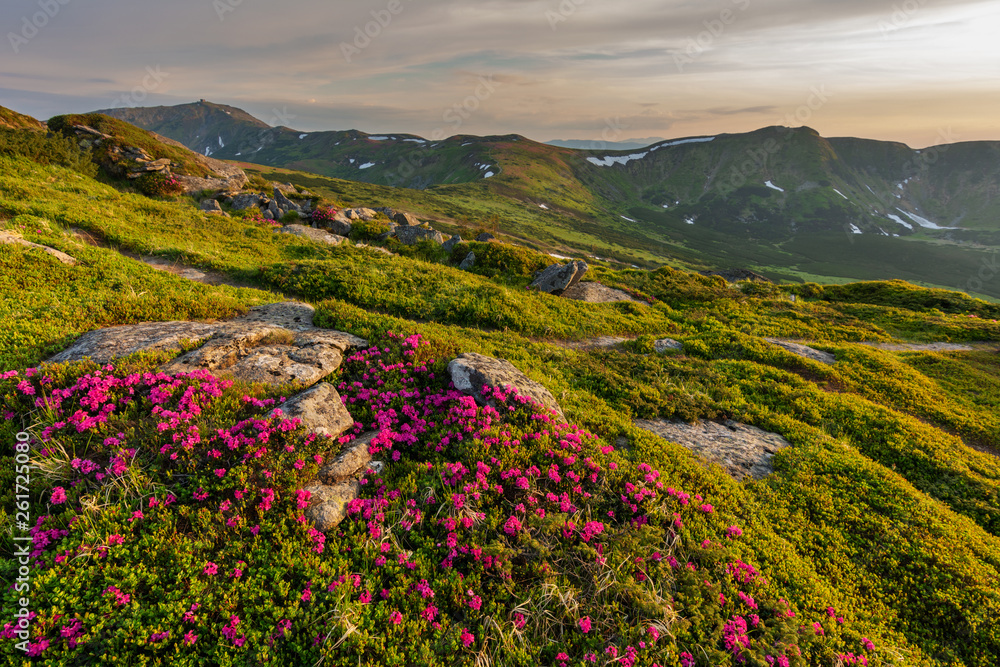 Landscape with mountain slopes of Ukrainian carp, covered with blossoming flowers of rhododendron