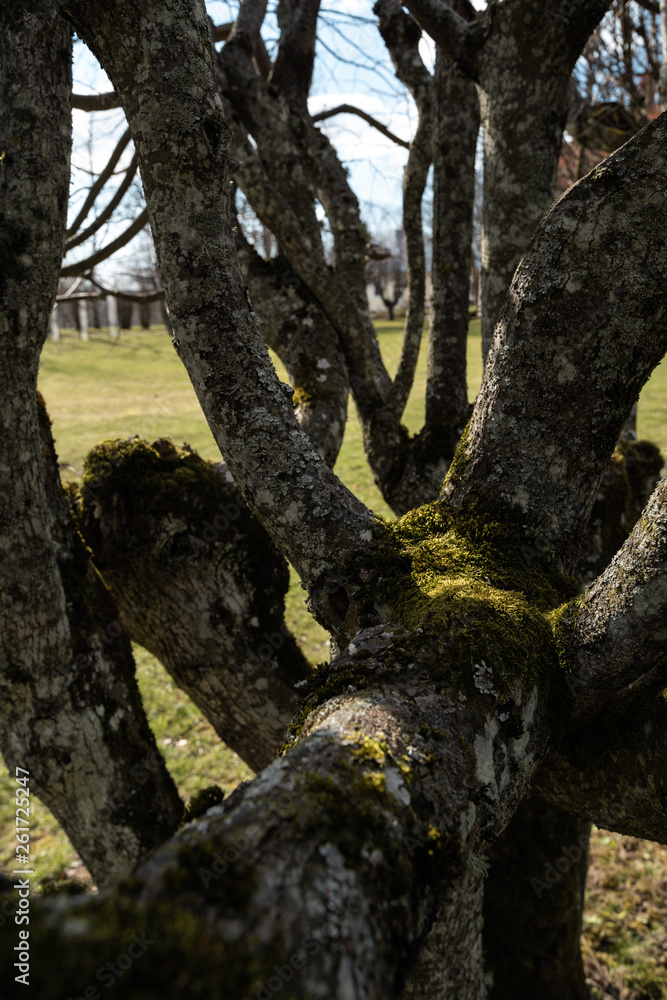 LIEPUPE, LATVIA - APRIL 13, 2019: Old tree with moss - Liepupes Muiza manor in beautiful sunny Spring weather with blue sky and clouds LIEPUPE, LATVIA - APRIL 13, 2019: Old tree with moss - Liepupes Muiza manor in beautiful sunny Spring weather with blue sky and clouds
