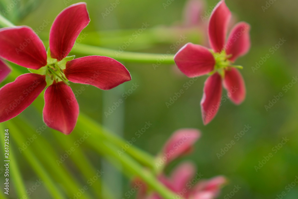 Red flowers, blurred background, natural green