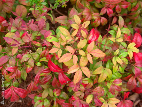 植え込みのオタフクナンテンの若葉