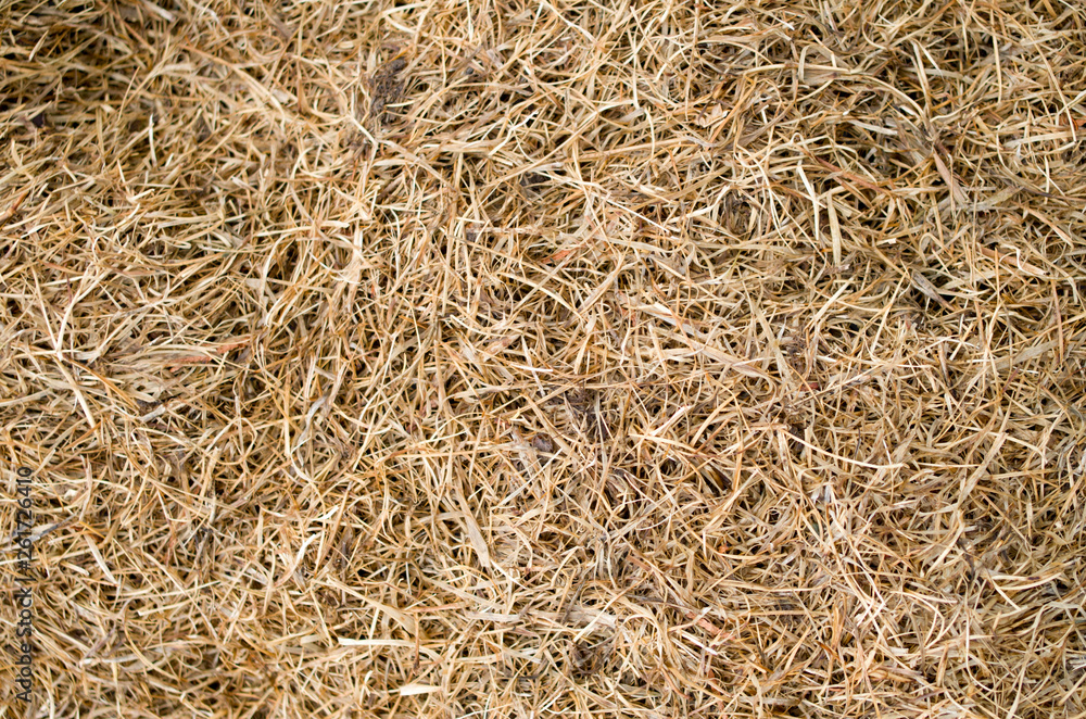 Dry mowed grass closeup