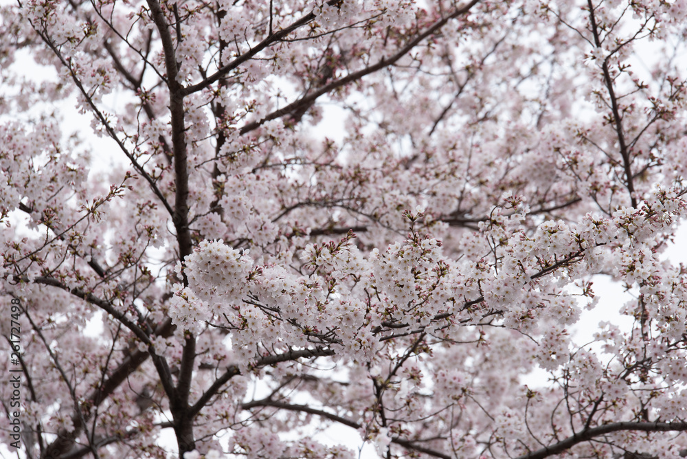 sakura japan sakura japan