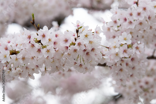 sakura japan