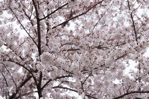 sakura japan © huskycorgi