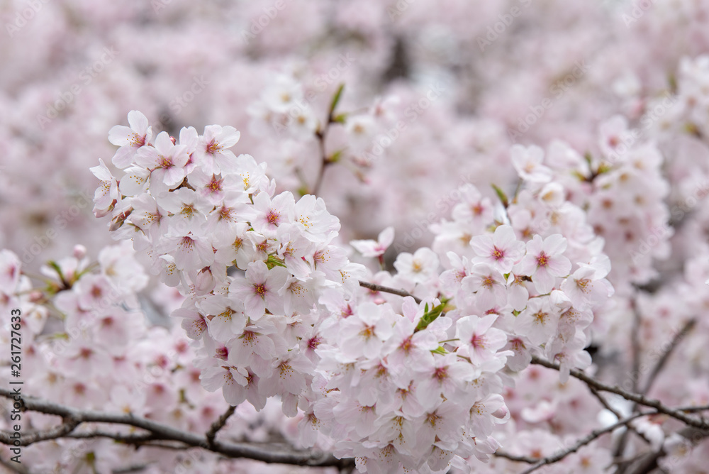 sakura japan