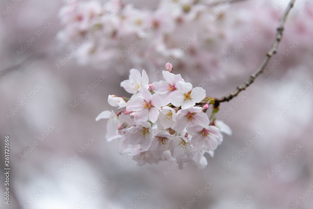 sakura japan sakura japan