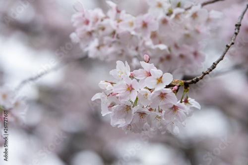 sakura japan © huskycorgi