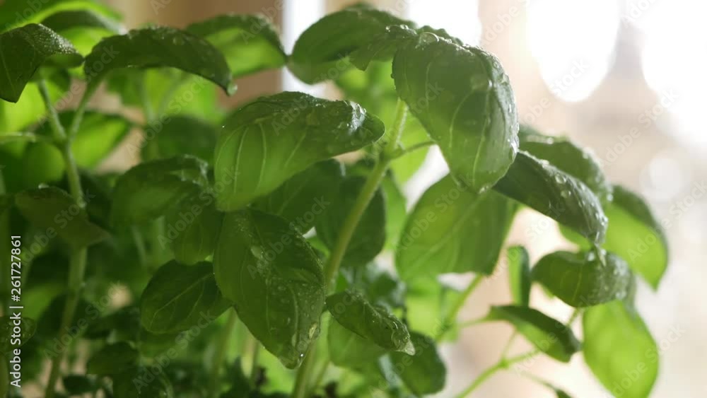 Leaves of basil plant close up handheld Leaves of basil plant close up handheld
