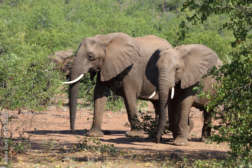 Afrikanischer Elefant   African elephant   Loxodonta africana