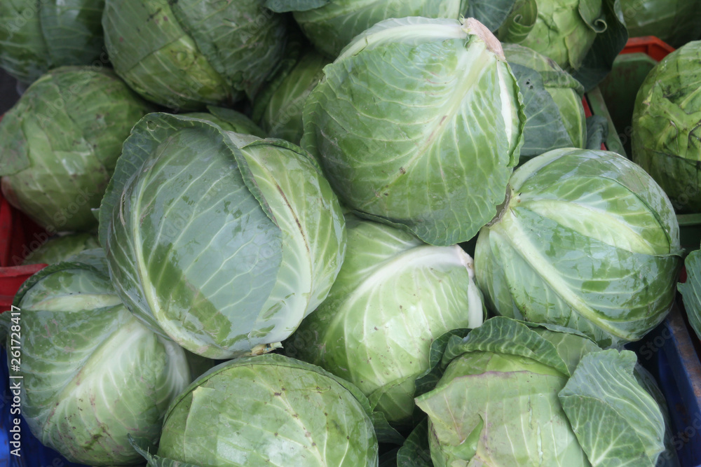Pile of green cabbage heads Pile of green cabbage heads