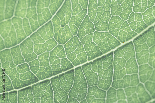 Colorful textures green leaf background.Close up leaf line.