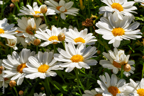 Daisy flowers  Bellis perennis  in meadow