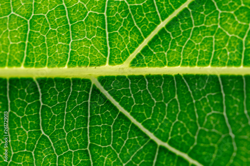 Colorful textures green leaf background.Close up leaf line.