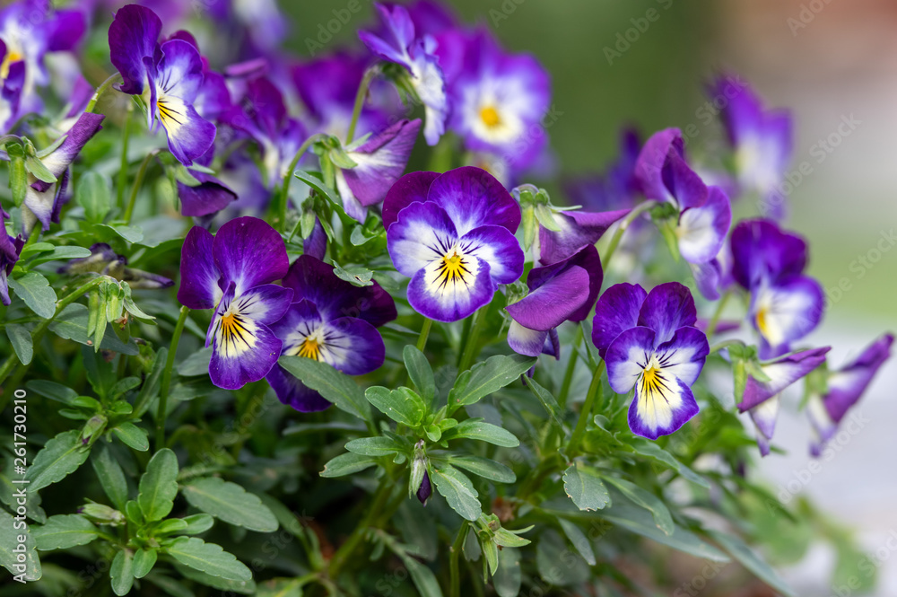 Garden Pansy or Viola Tricolor