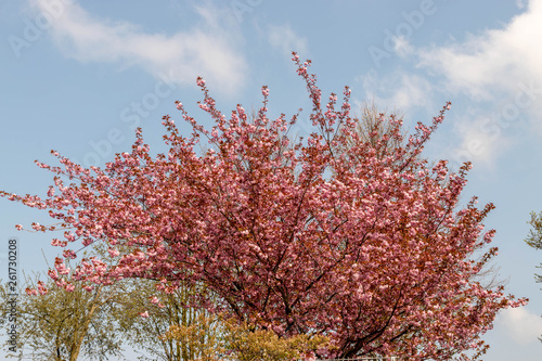 Kirschbaum zur Blüte