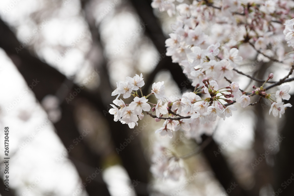Cherry blossom in spring for background or copy space for text Cherry blossom in spring for background or copy space for text