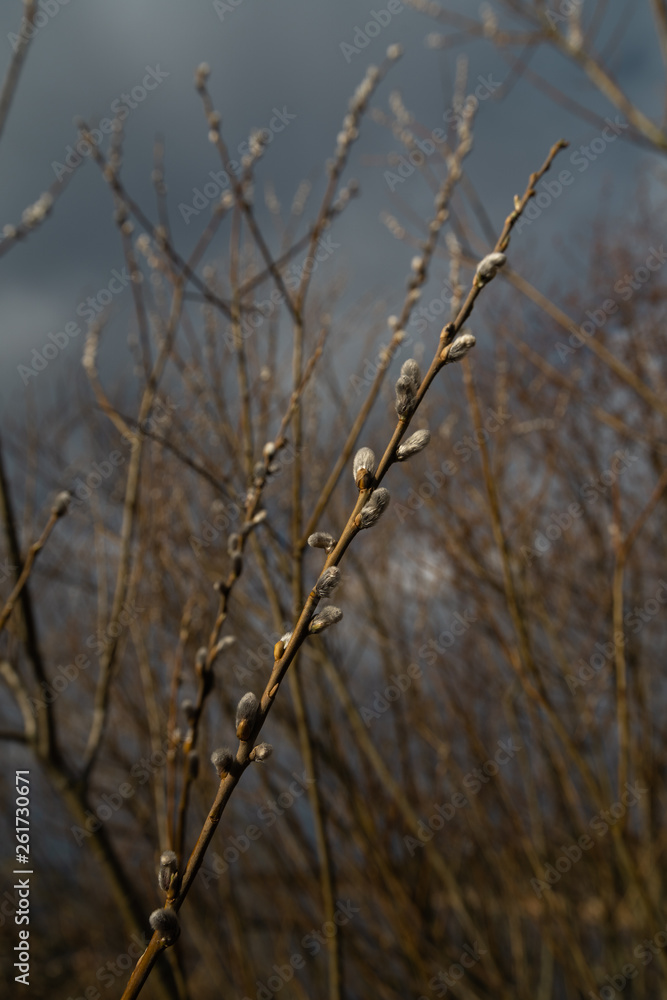 Pussy willow close up on the 13th of April in Latvia - Spring flowers and tree twigs Pussy willow close up on the 13th of April in Latvia - Spring flowers and tree twigs