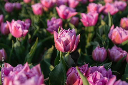 Fototapeta Naklejka Na Ścianę i Meble -  pink tulip