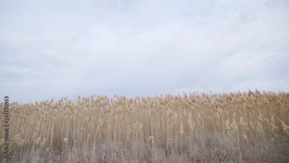 Strong wind shakes the reeds by the river in cloudy weather. Nature. Strong wind shakes the reeds by the river in cloudy weather. Nature.