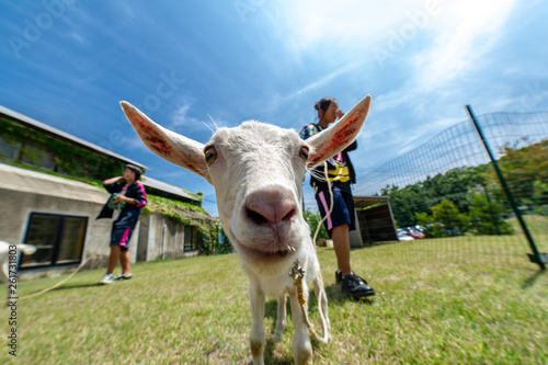 白山羊とお散歩