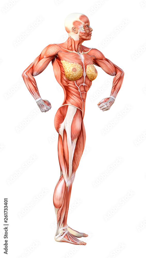 3D Rendering Female Anatomy Figure on White 3D Rendering Female Anatomy Figure on White