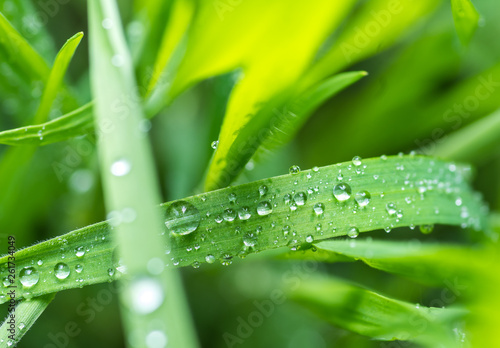 Fresh green grass with water drops after the rain