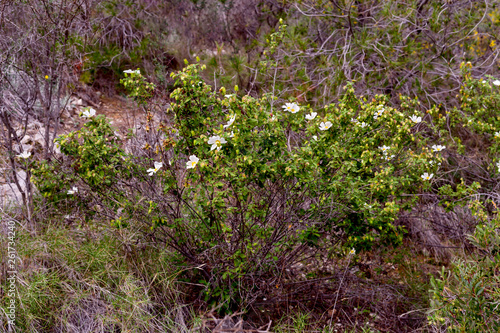 Shrub (Cistus salvifolius) grows in a natural habitat photo